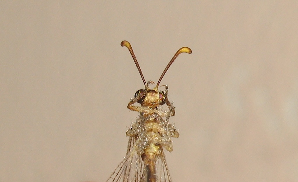 Formicaleone: Macronemurus appendiculatus femmina